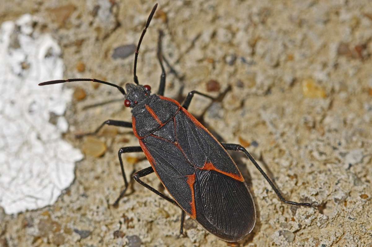 How To Keep Boxelder Bugs Out Of Your House: 5 Tips For Idaho Homeowners