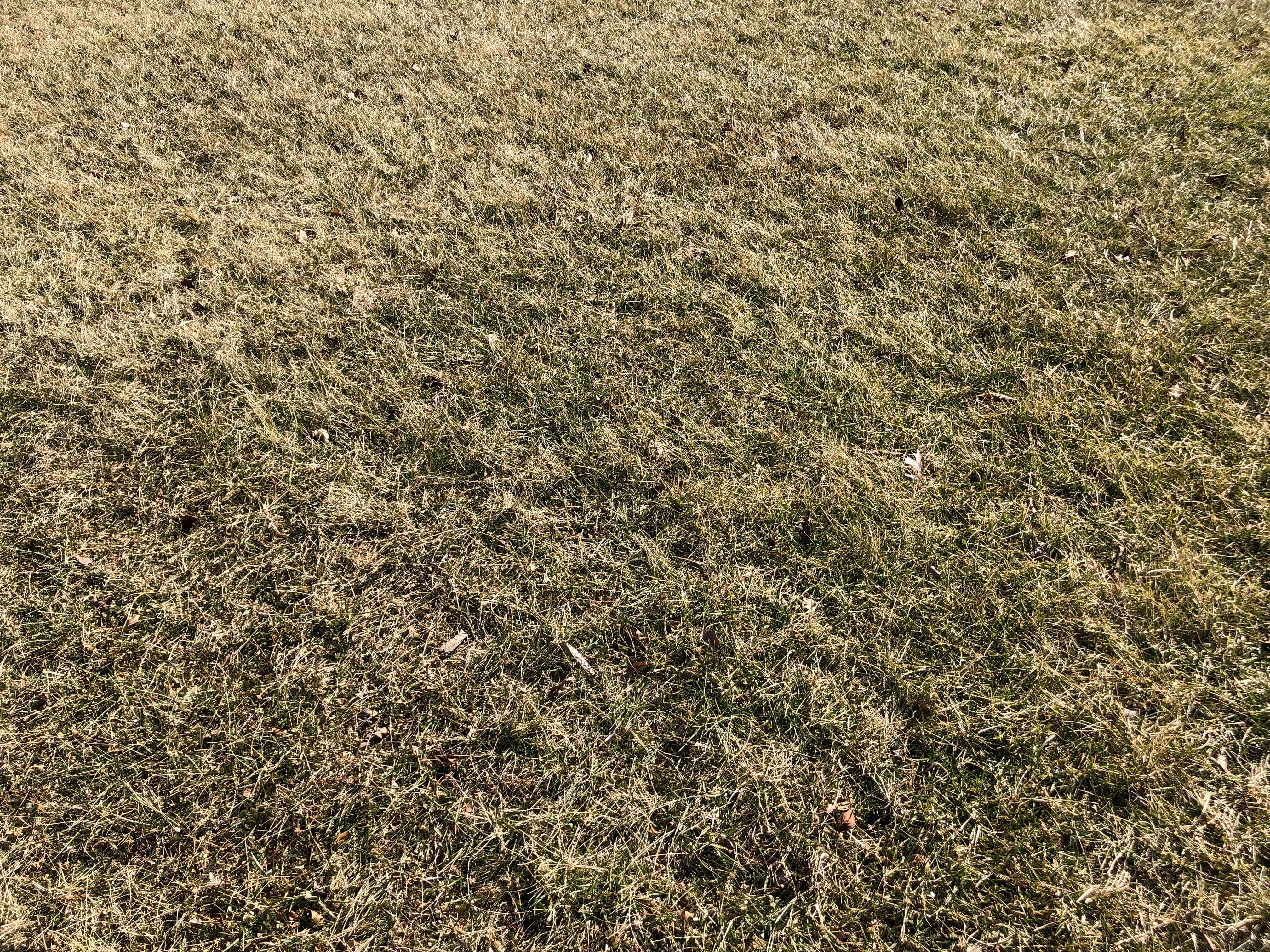 Brown Dormant Grass 1 CC