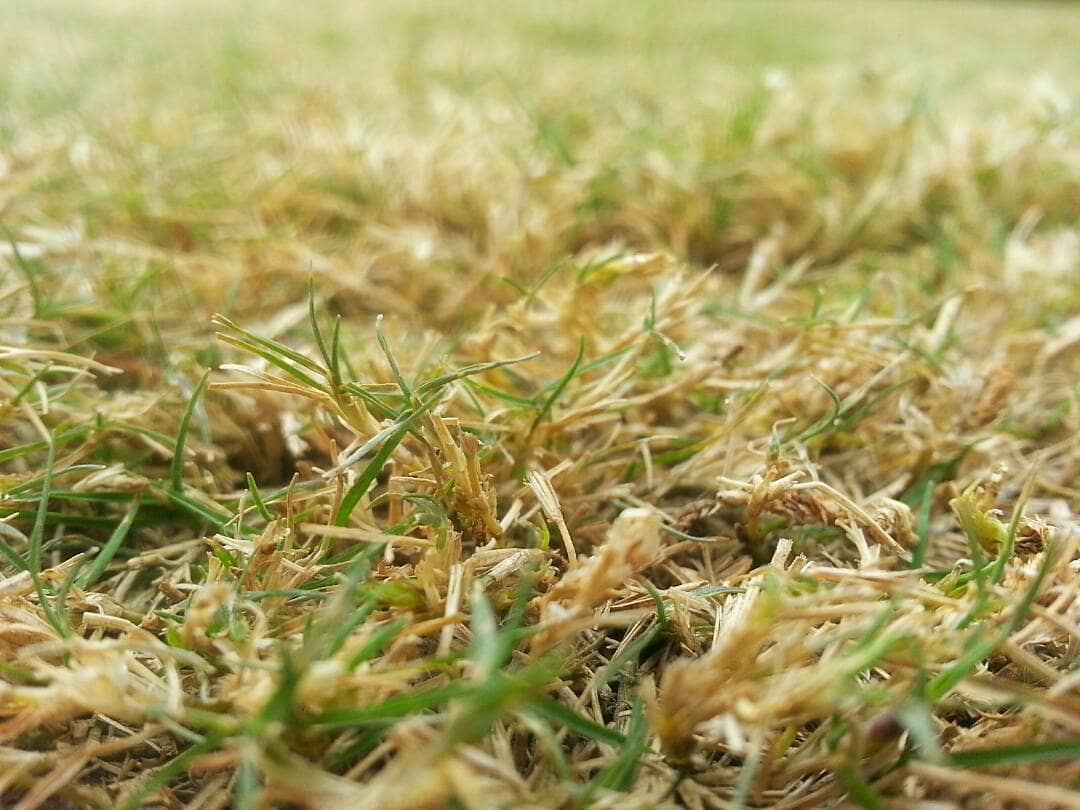 Brown Dormant Grass 2 CC