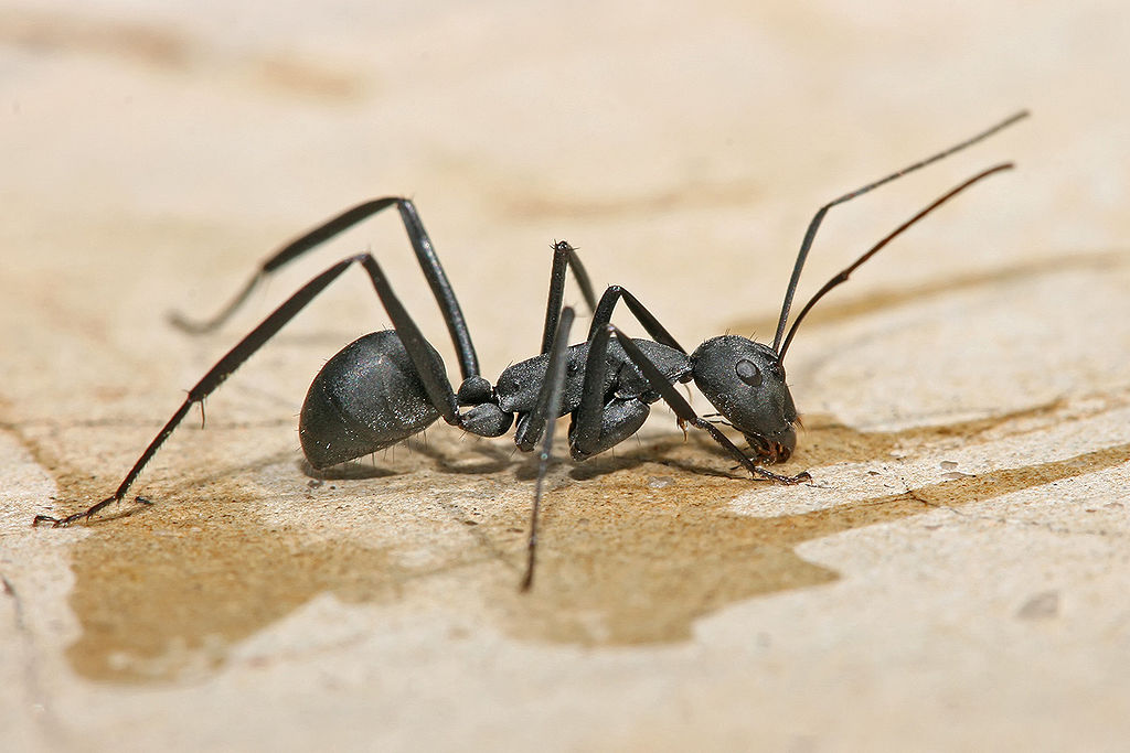 5 Reasons You Keep Having Ant Problems In Your Home