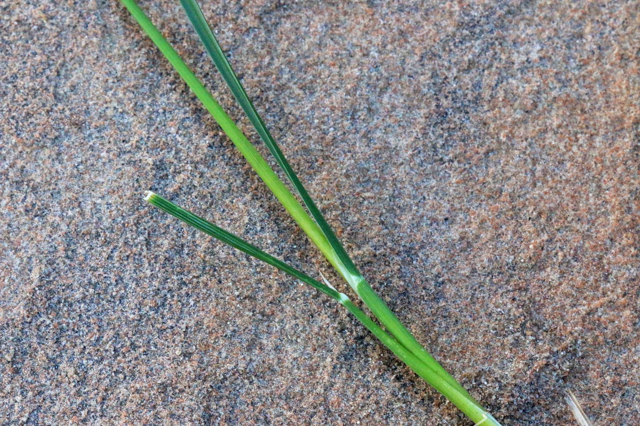 Kentucky Bluegrass Closeup CC (1)