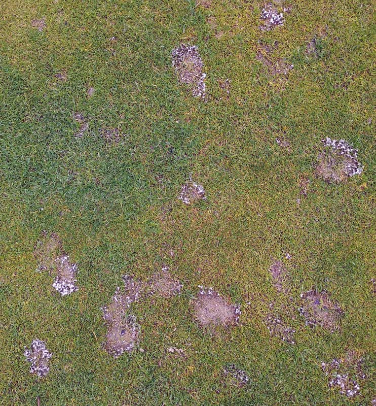 Microdochium nivale Pink Snow Mold CC