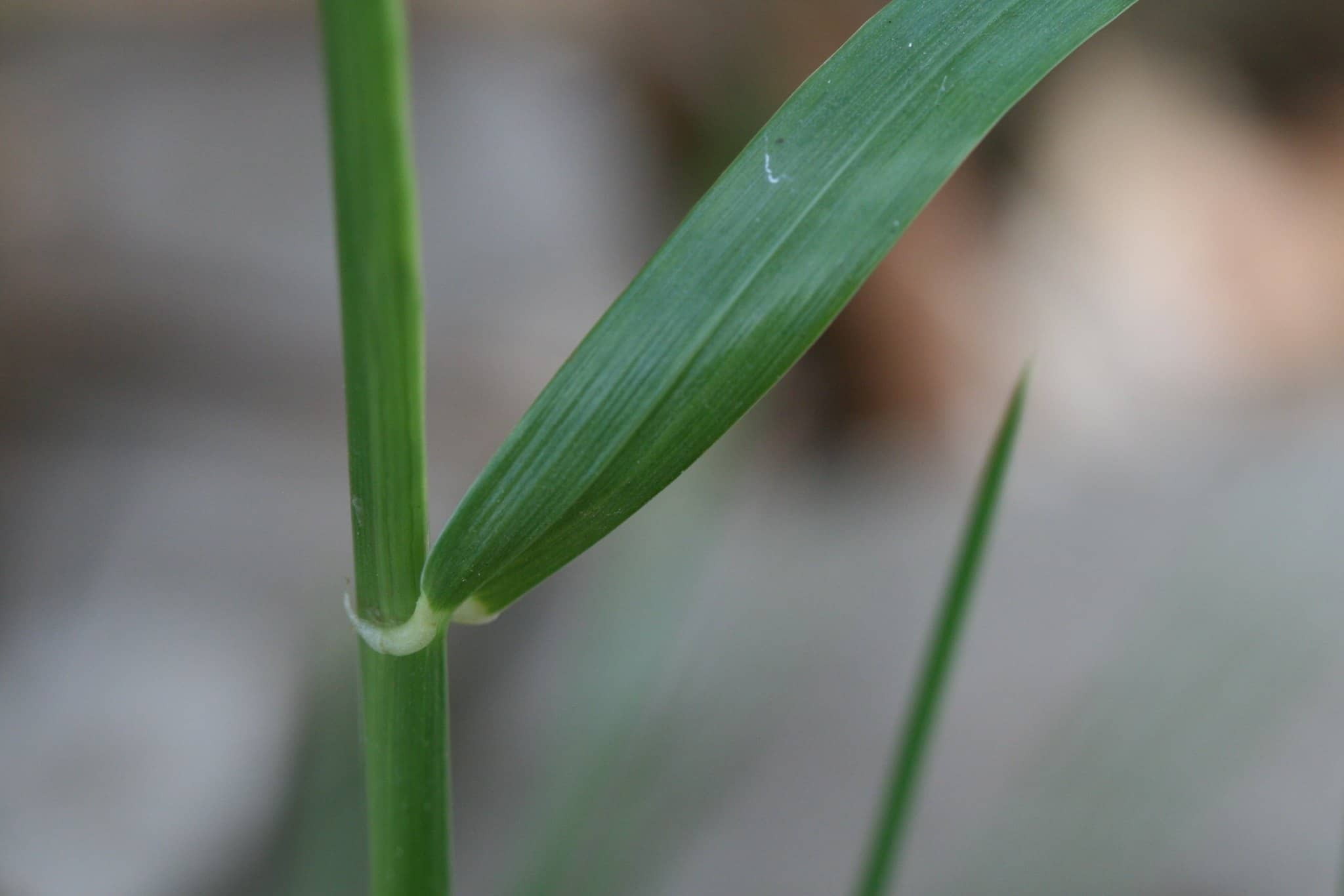 Perennial Rye Grass Closeup CC (1)