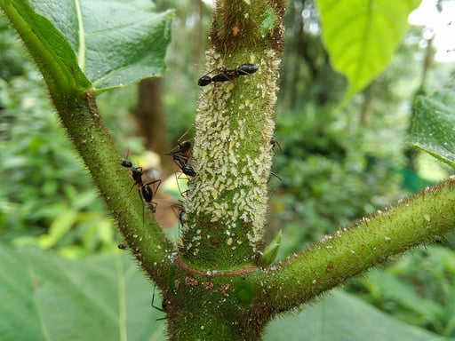 What Bugs Are Eating My Trees? The 9 Worst Tree Insects in Idaho