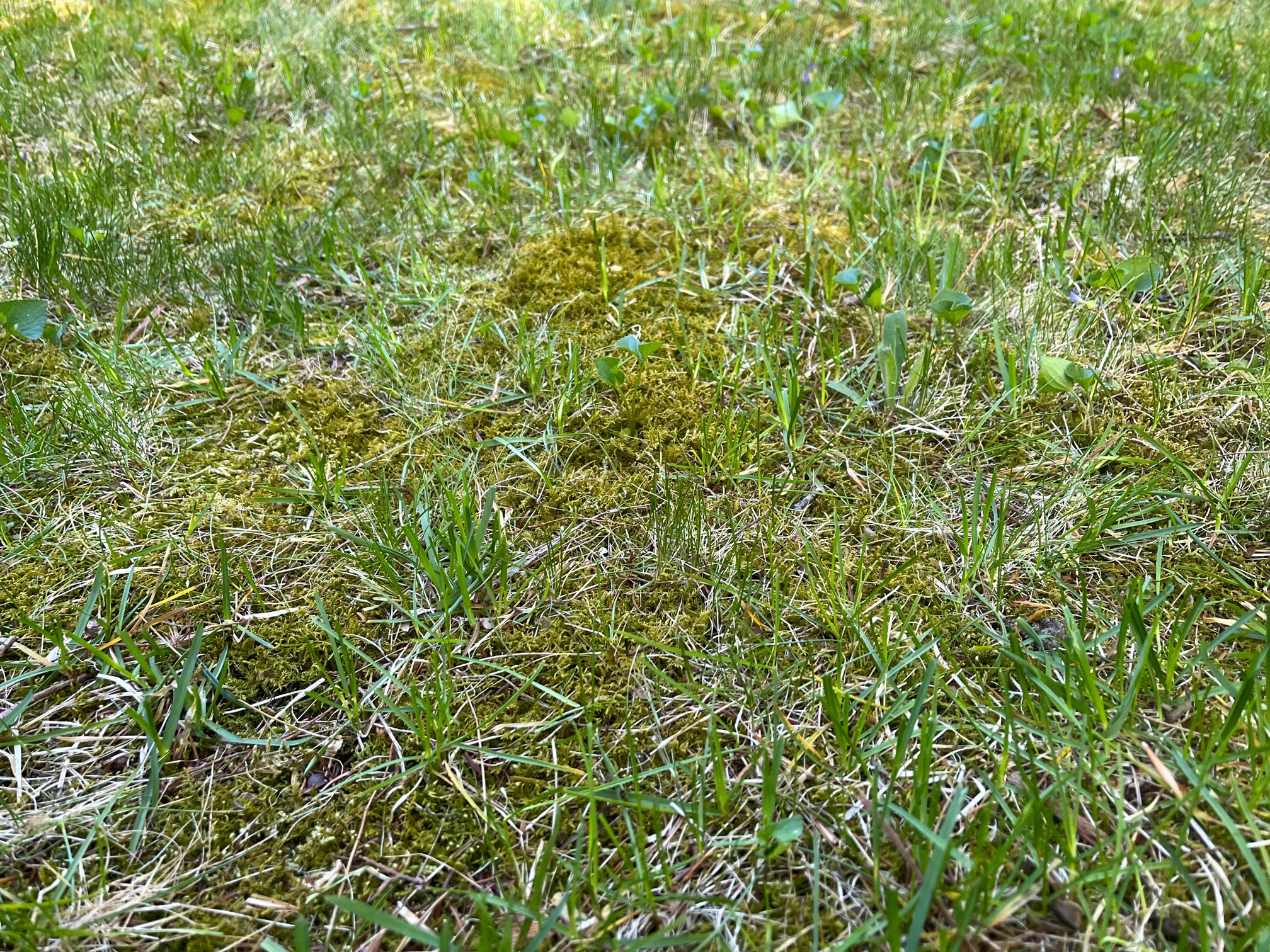 Moss in shop the lawn