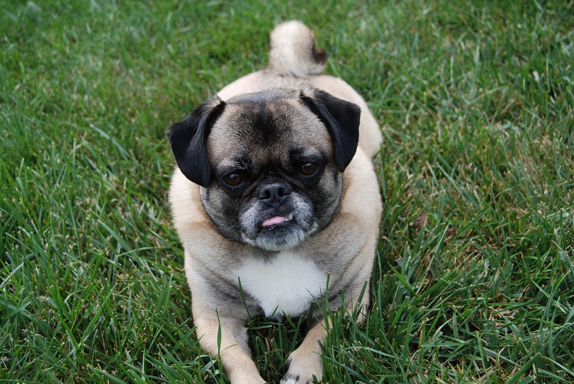 Dog in lawn grass 2