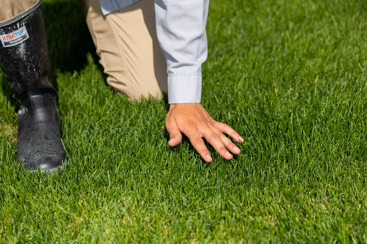 lawn care technician inspecting an idaho falls lawn