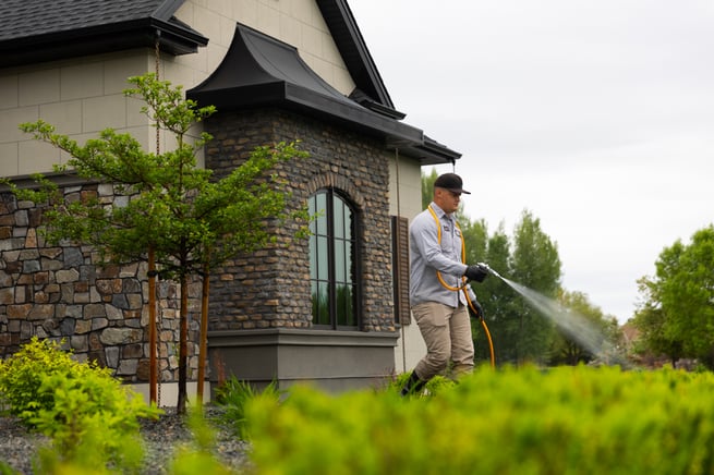 plant health care technician spraying shrubs in a planting bed