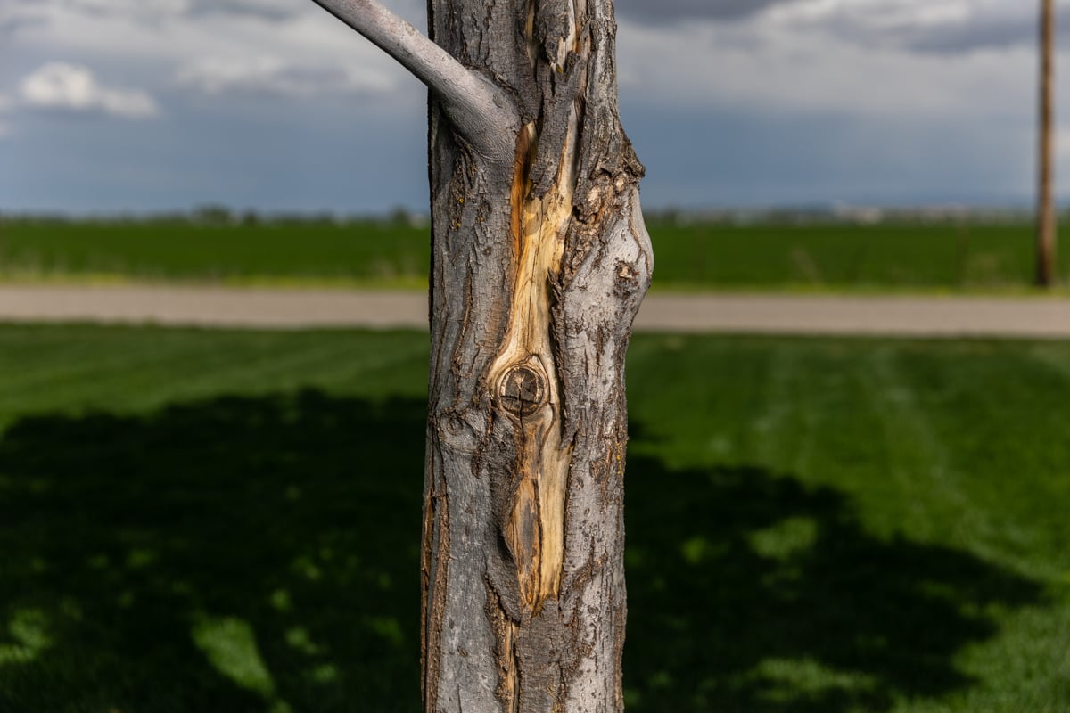 Tree Damage Arborist Plant Health 2