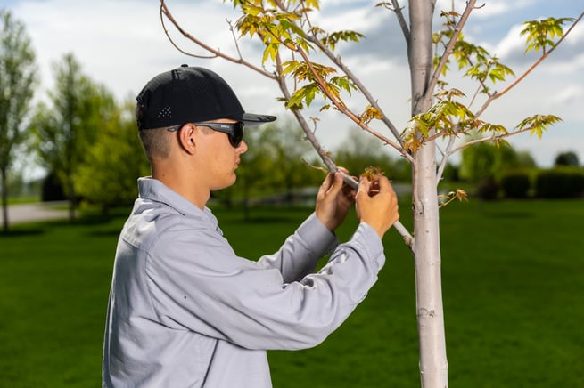 Tree Inspection Arborist Plant Health 2