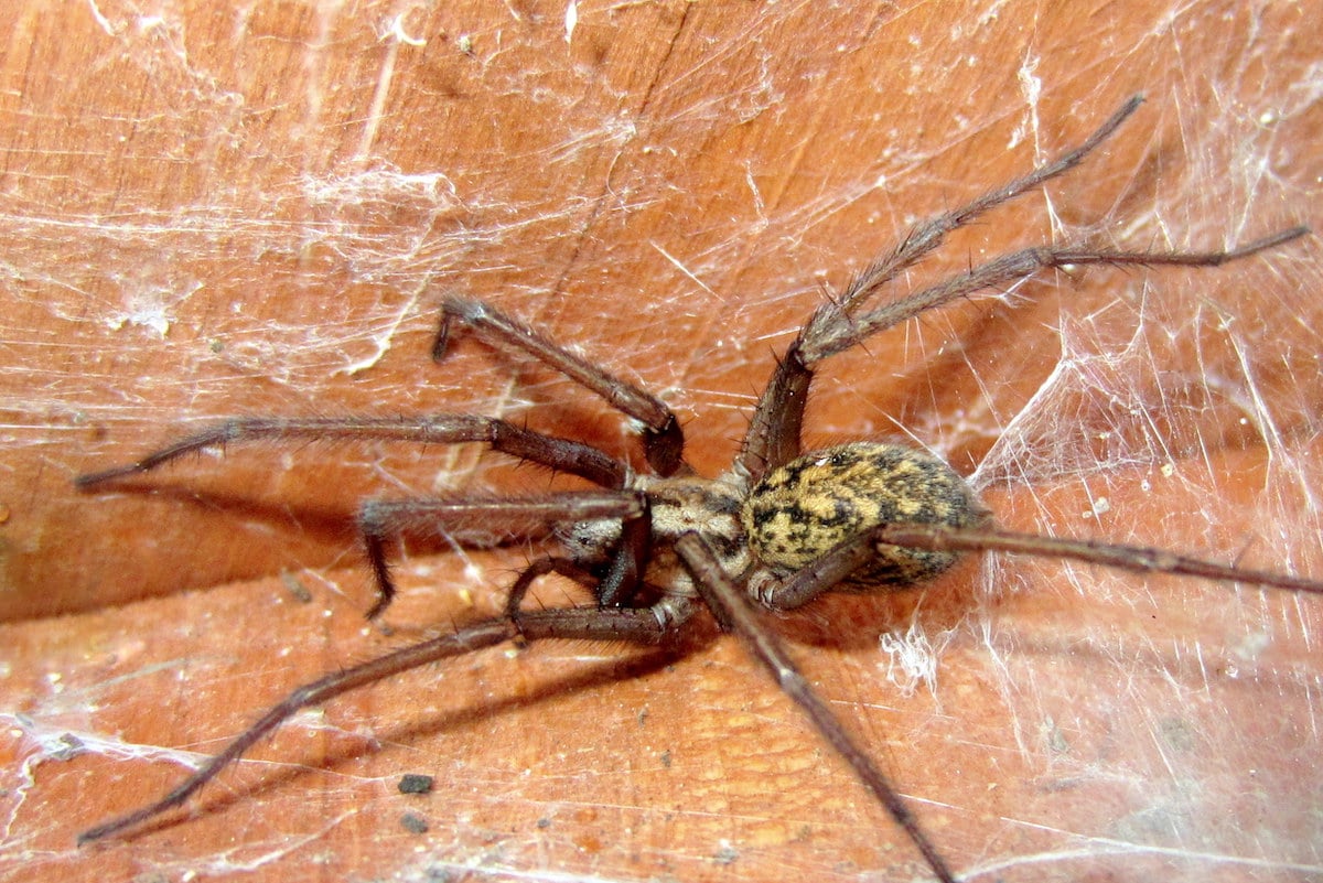 Hobo Spiders in Idaho: 7 Things You Need to Know