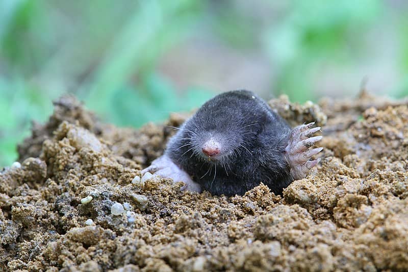 Mole in Lawn CC