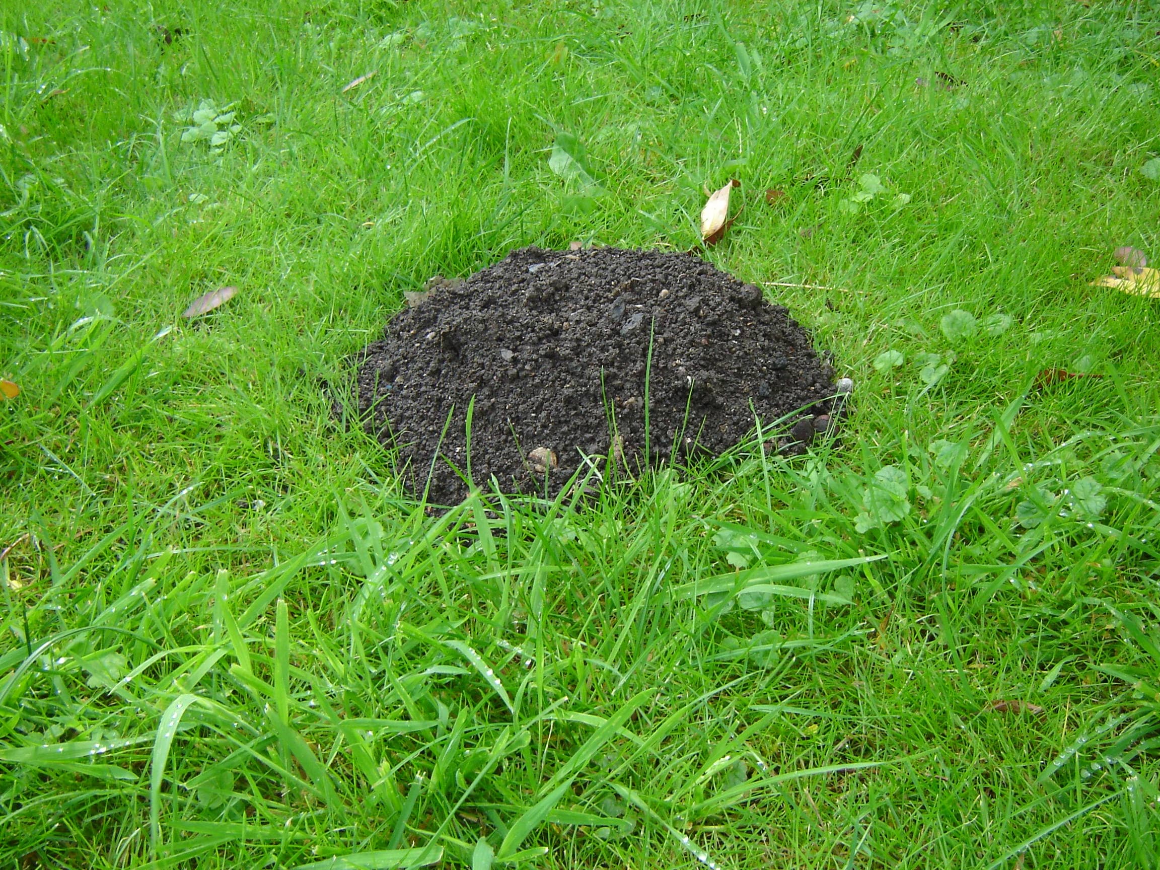 Molehill CC