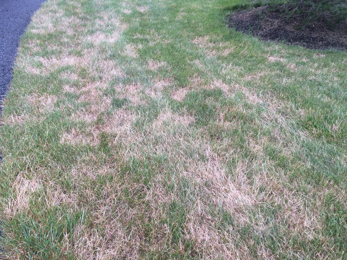 Why is My Grass Turning Brown After Mowing?