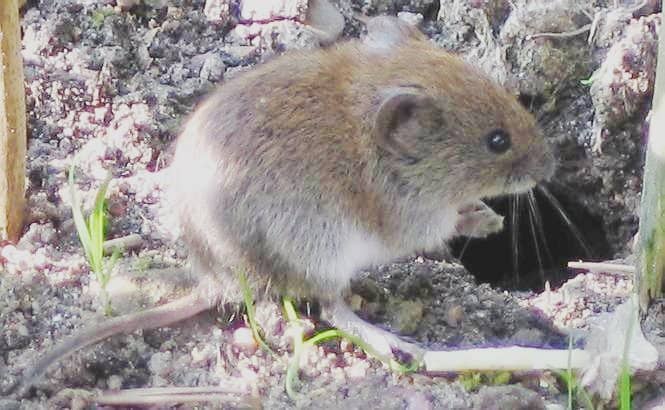 Vole in Lawn CC