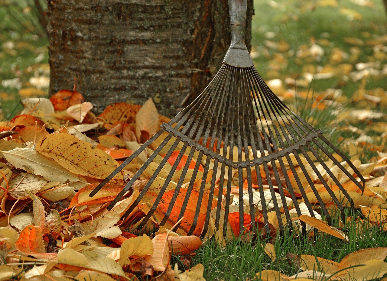 Rake and leaves near tree