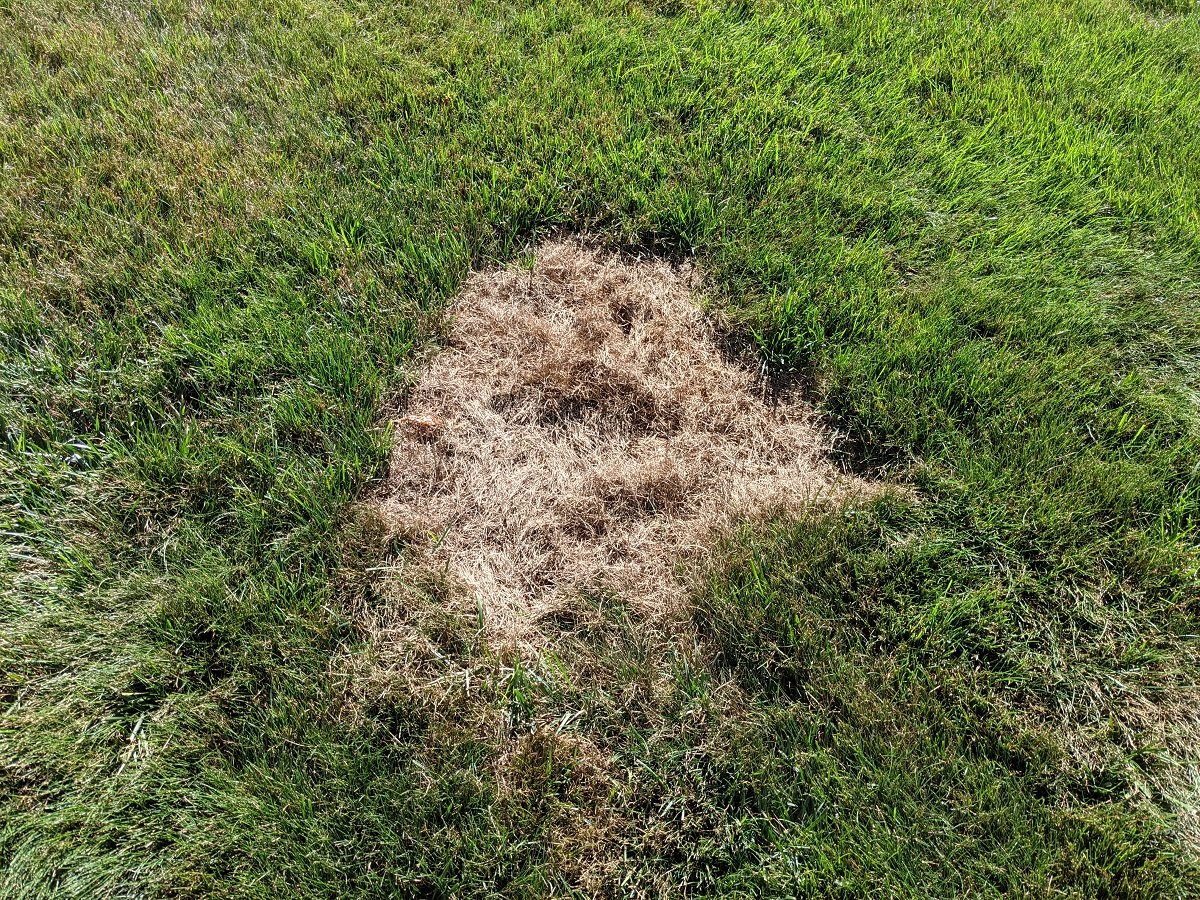 Symptoms of an Over-Fertilized Lawn and How to Fix it